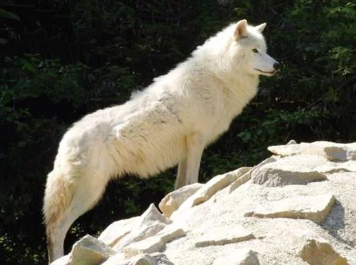 Wolfs-004-DogHusky.ru_.webp