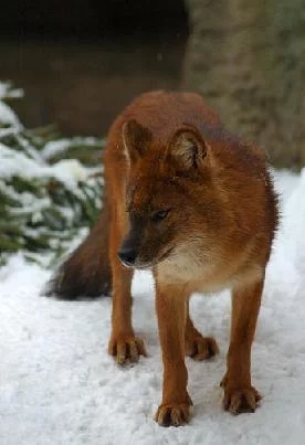 Wolfs-005-DogHusky.ru_.webp