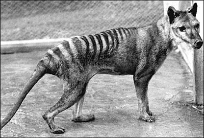 Wolfs-007-DogHusky.ru_.webp