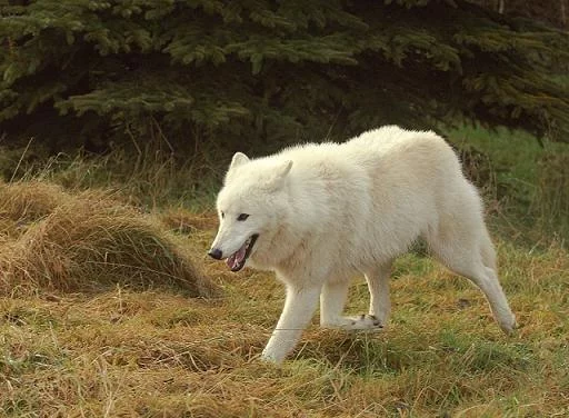 Wolfs-010-DogHusky.ru_.webp