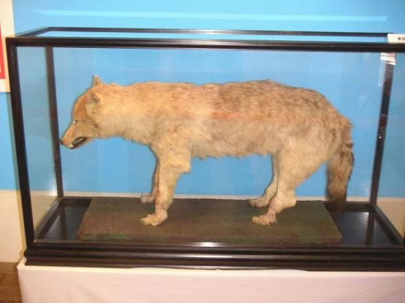 Wolfs-011-DogHusky.ru_.webp