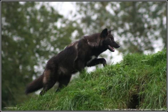 Wolfs-012-DogHusky.ru_.webp