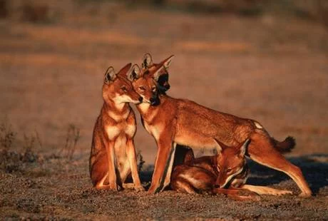 Wolfs-014-DogHusky.ru_.webp