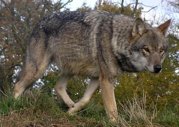 Wolfs-015-DogHusky.ru_.webp