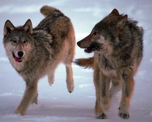 Wolfs-017-DogHusky.webp
