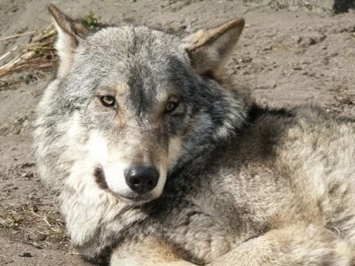 Wolfs-018-DogHusky.ru_.webp