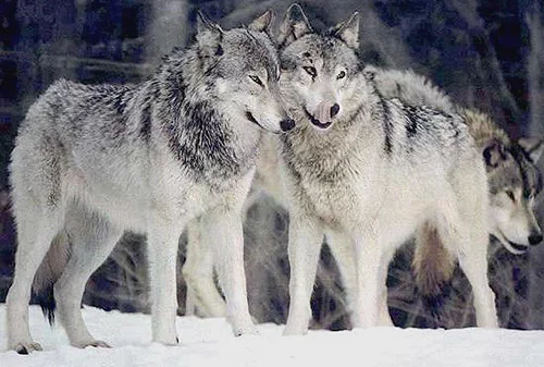 Wolfs-019-DogHusky.ru_.webp