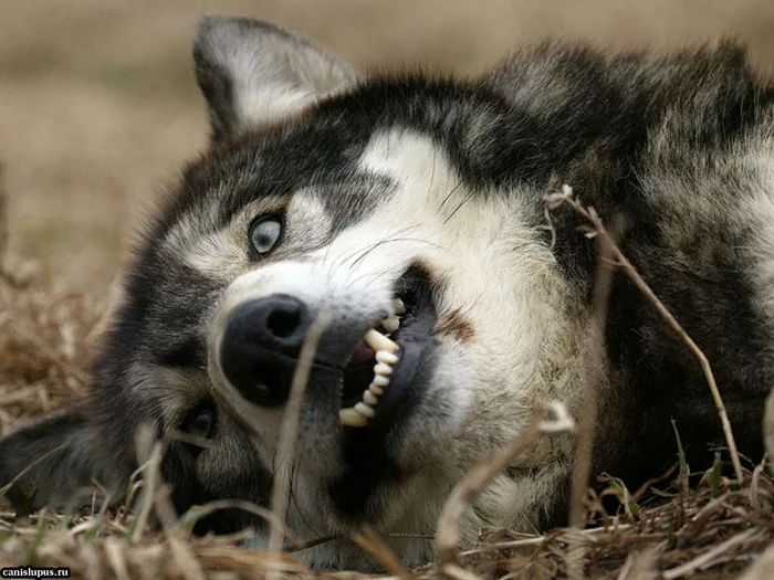 Wolfs-020-DogHusky.ru_.webp