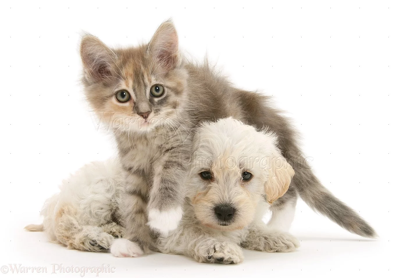 -Woodle-pup-and-Maine-Coon-kitten-white-background.webp