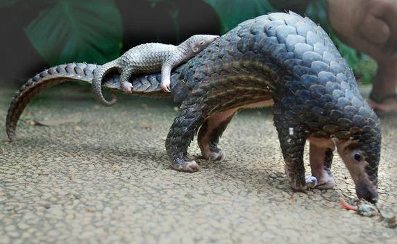 World-Pangolin-Day.webp