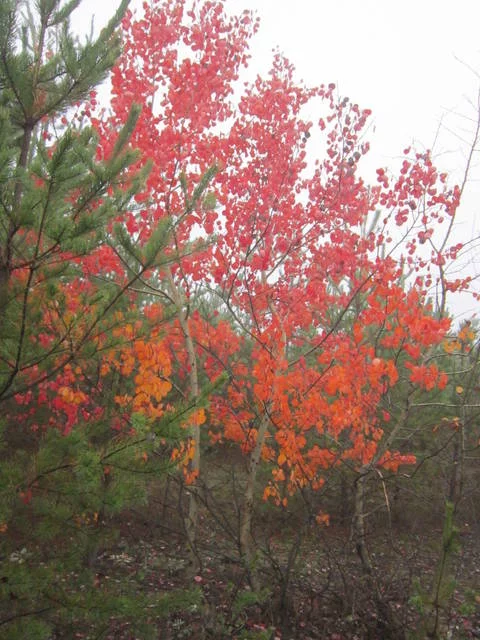 WqgVz.webp