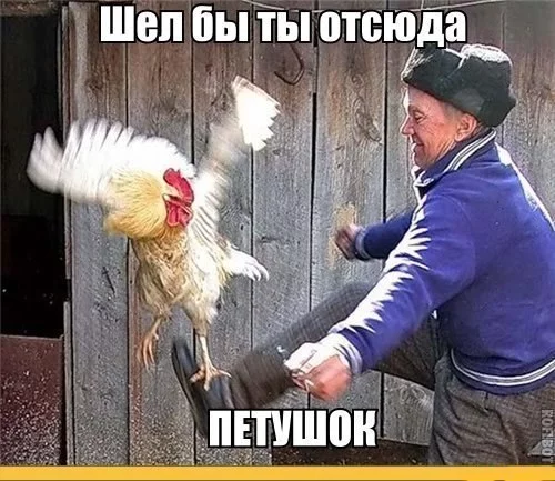 WQH9SZtaoW0.webp
