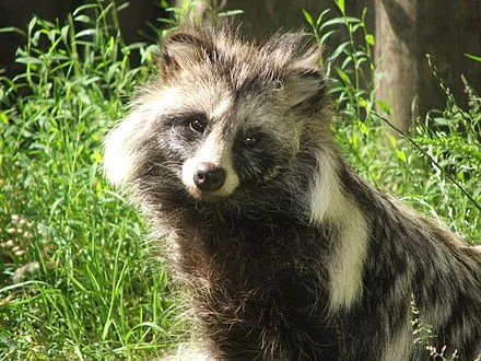 x-Nyctereutes_procyonoides_4_%28Piotr_Kuczynski%29.webp