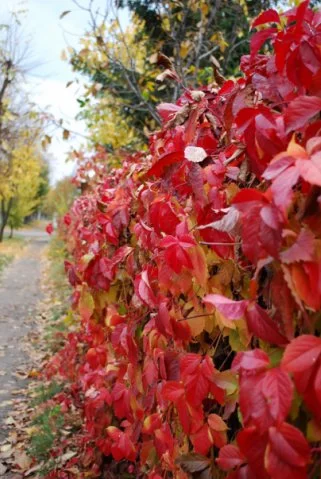 x_0b120976.webp