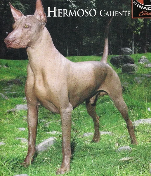 xolo5.webp
