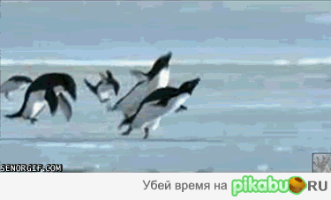 y24.gif