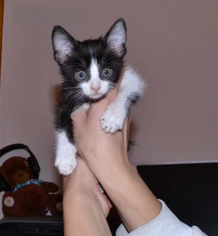 y_35b5b424.webp