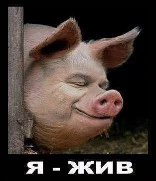 ya-zhiv.webp