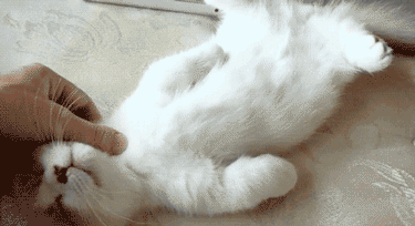YabA.gif