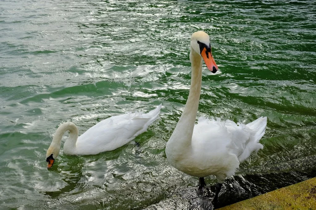 YFhsVYfCXfuZjiqUYjloHGXwSd_dK0q6D_Ghl8WEOrD8=w1024.webp