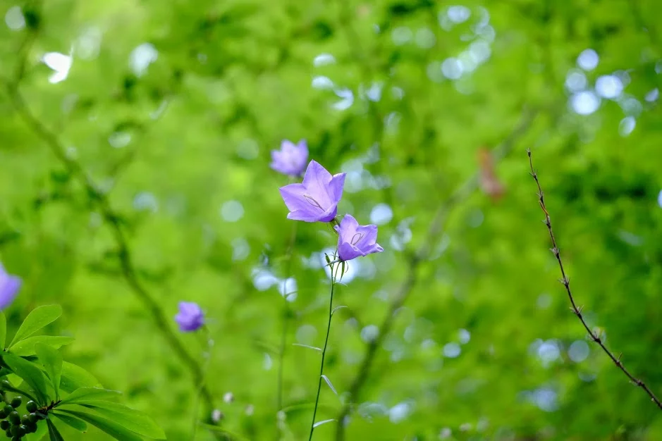YJ6hPH2_xNxpsQakjp_r52tHNSIjGRdprrsb6=w939-h626-no.webp