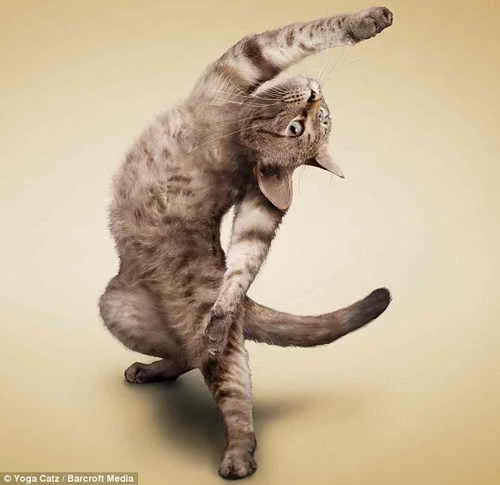 yoga-loving-cats.webp
