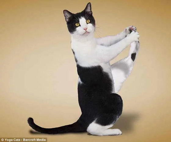 yoga-loving-cats5.webp
