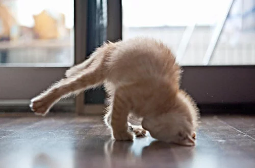 yogakitty.webp
