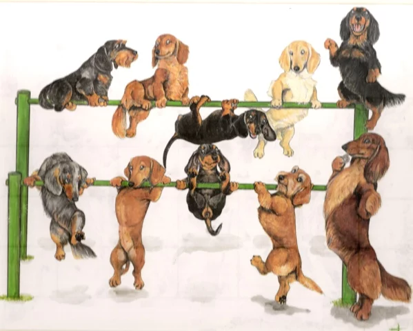 yoko%20dachies%20on%20the%20bars.webp