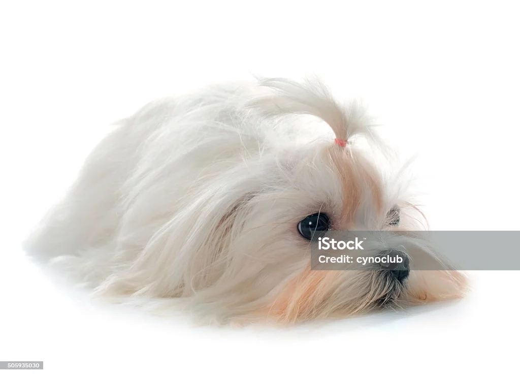 young-maltese-dog-picture-id505935030.webp