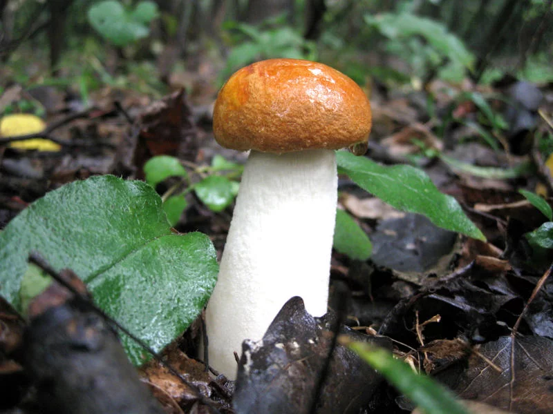 young_orange_cap_boletus_by_a_sha_f-d5cxc1u.webp
