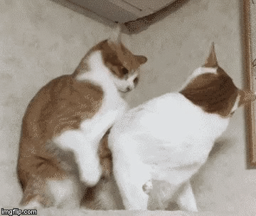 yp27y.gif