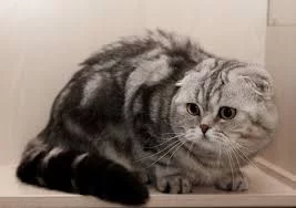 YvLzCGNdK5dRvsdw8t8v_Zq492XsrQewHDeBdyDv8hH2ApKb2g.webp
