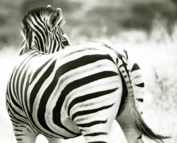 zebra-bum-tim-booth.webp