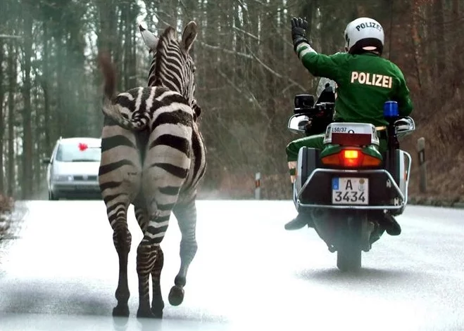 zebraaugsburg.webp