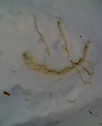 zhivopis-na-snegu.webp