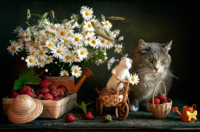 zhivotnye-koty-yagody-klubnika-cvety-mys-1046567.webp