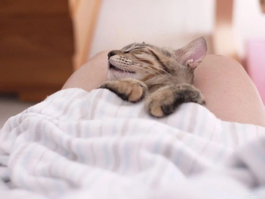 zhivotnye_kot_son_9760.webp