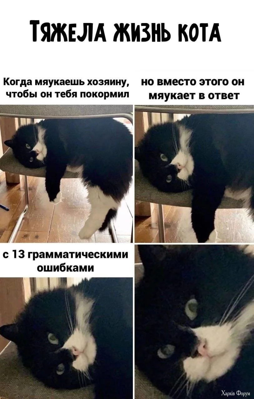  жизнь кота.webp