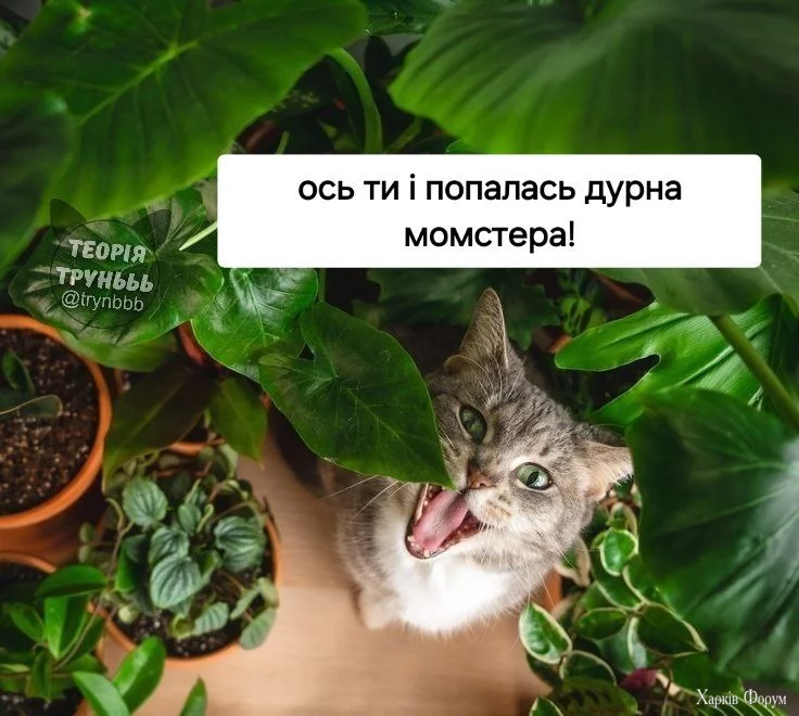  злопамятне.webp