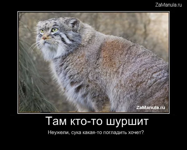 zman1.webp