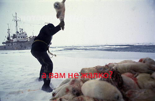 zver3-1.jpg