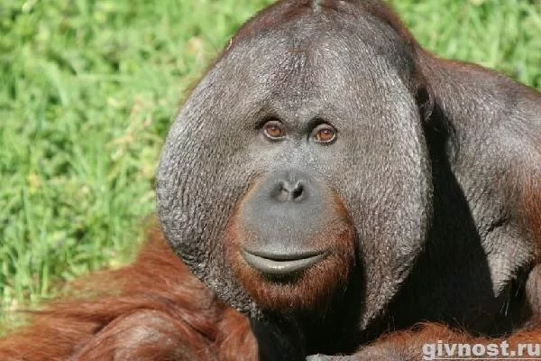 zyana-obraz-zhizni-i-sreda-obitaniya-orangutanga-2.webp
