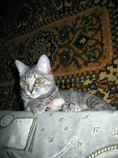 ZZCiEcKht8Y.webp