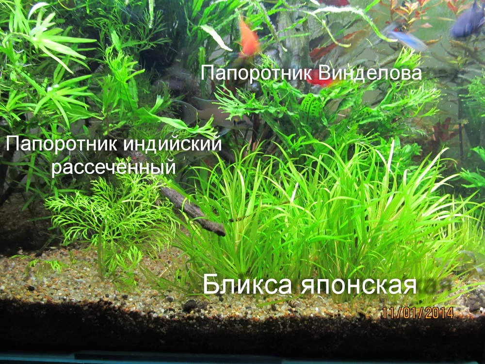  - папоротник индийский.webp
