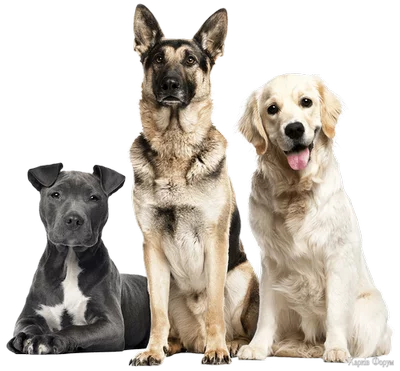 Оголошення 'Профессиональный сервис Lapki.pet. Покупка и продажа животных - собаки и щенки любых пород в...'