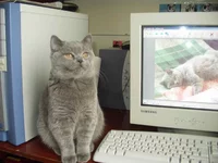  кошка шонька.webp