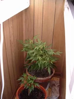 canabis.webp