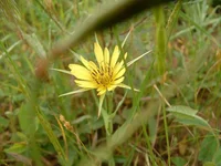 flower_1.webp