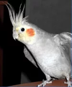 .webp
